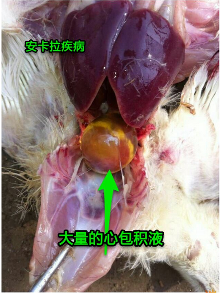 雞心包積水綜合征(安卡拉病)的識別與防控知識詳解
