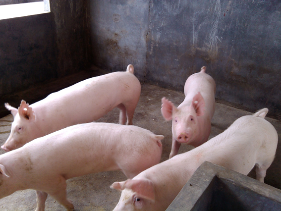 �B(y��ng)����˾���������^(q��)�����i/�����i/��ĸ�i�r(ji��)����Ϣ