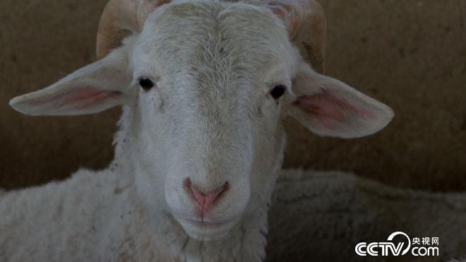 �¸���(j��ng)