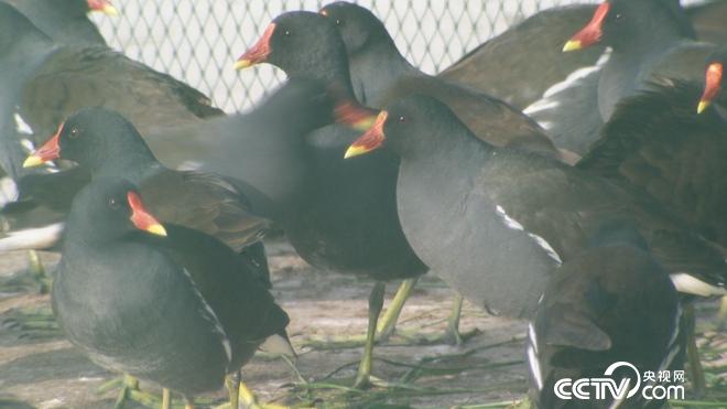 �¸���(j��ng)