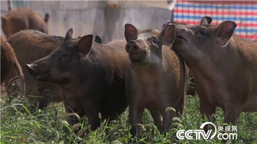 致富經(jīng):恩愛夫妻 單飛把錢賺(20171106)