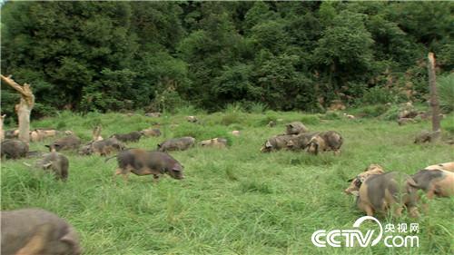 [�¸���]�r�Ћ����B(y��ng)���i һ�����u800�f20180808 