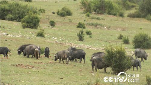 �¸���(j��ng)���_�ز����i һ�����uһ�ٶ�(20170815)