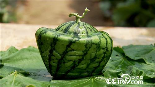 [¸(jng)]С“һָ” ٍװf 20180821 