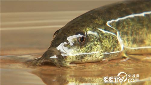 致富經(jīng):改個(gè)毛病 年入千萬(20170619)