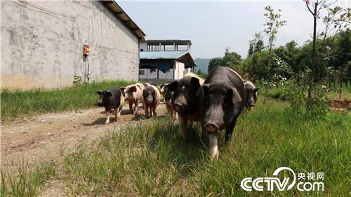 [�¸���]�r�Ћ����B(y��ng)���i һ�����u800�f20180808 