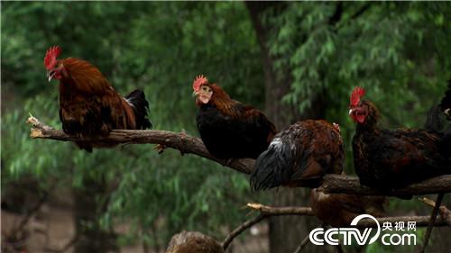 [�¸���(j��ng)]����ǧ�f������ �����uȺ�� 20180813 