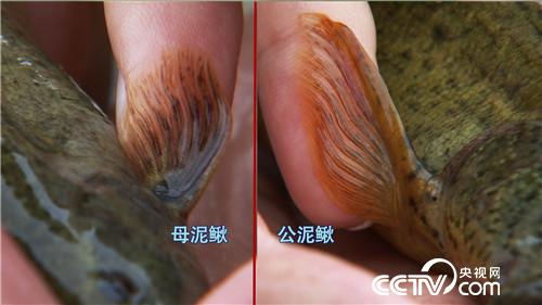 致富經(jīng):改個(gè)毛病 年入千萬(20170619)