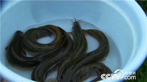 致富經(jīng):改個(gè)毛病 年入千萬(20170619)