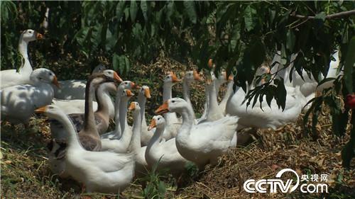 [�¸���(j��ng)]�����Ǻñ� ��(chu��ng)�I(y��)��ţ�� 20180801 