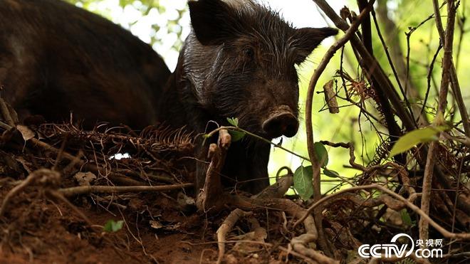 �¸���(j��ng)