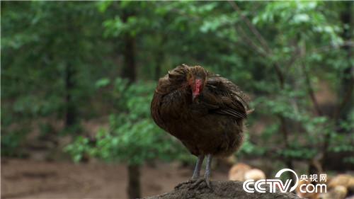 [�¸���(j��ng)]����ǧ�f������ �����uȺ�� 20180813 