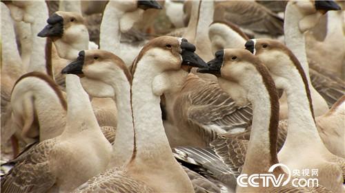 [¸(jng)]ϱDB(yng)Z “”(li)ǧf(wn)ؔ(ci) 20180807 