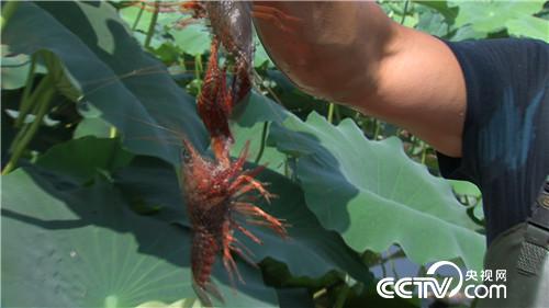 [�¸���(j��ng)]�����Ǻñ� ��(chu��ng)�I(y��)��ţ�� 20180801 