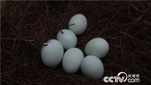 [�¸���(j��ng)]�������B(y��ng)�u�u�G�� �������u1000�f 20180906 