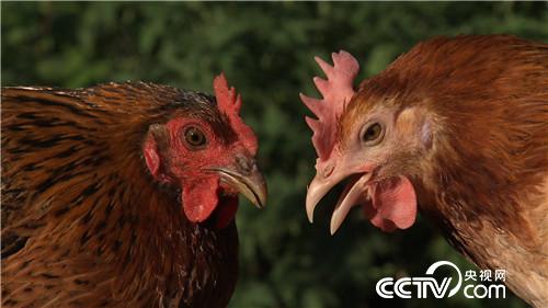 [�¸���(j��ng)]�������B(y��ng)�u�u�G�� �������u1000�f 20180906 