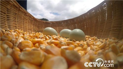 [�¸���(j��ng)]�������B(y��ng)�u�u�G�� �������u1000�f 20180906 