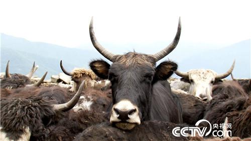 [�¸���(j��ng)]���f��ţؔ(c��i) ��ë������ 20180903 