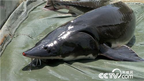 [�¸���(j��ng)]����1000Ԫ�J���� һ��Ԓ׌�����uǧ�f 20180904 