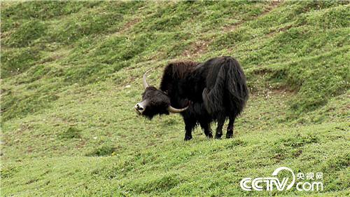 [�¸���(j��ng)]���f��ţؔ(c��i) ��ë������ 20180903 