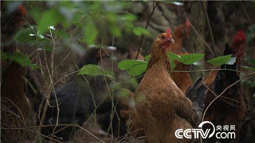 [�¸���(j��ng)]�������B(y��ng)�u�u�G�� �������u1000�f 20180906 