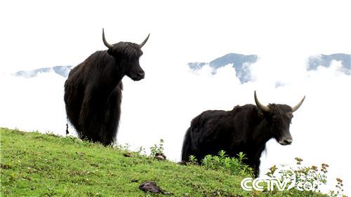 [�¸���(j��ng)]���f��ţؔ(c��i) ��ë������ 20180903 