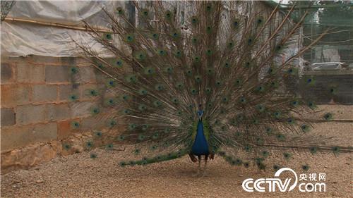 [�¸���(j��ng)]Ů�h���@��ɽ ����ٍ��Ұؔ�� 20180829 