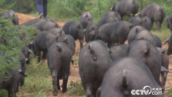 致富經(jīng):讓懶豬變勤快 年入千萬財(20171010)