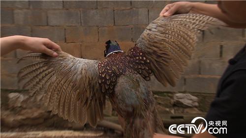 [�¸���(j��ng)]Ů�h���@��ɽ ����ٍ��Ұؔ�� 20180829 