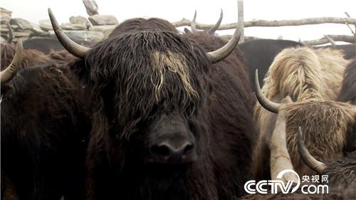 [�¸���(j��ng)]���f��ţؔ(c��i) ��ë������ 20180903 