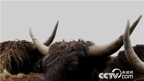 [�¸���(j��ng)]���f��ţؔ(c��i) ��ë������ 20180903 