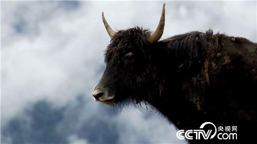 [�¸���(j��ng)]���f��ţؔ(c��i) ��ë������ 20180903 