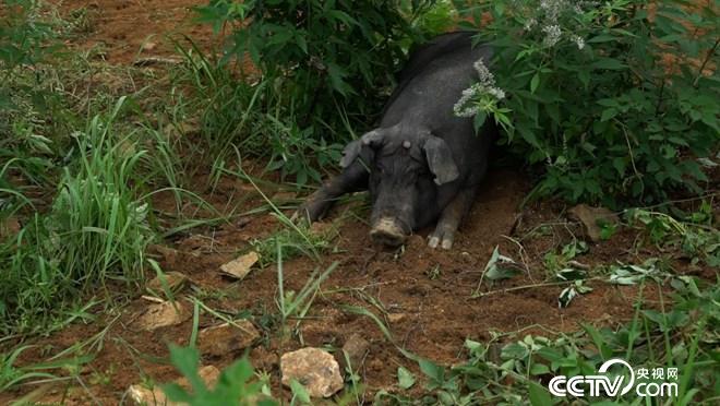 致富經(jīng):讓懶豬變勤快 年入千萬財(20171010)