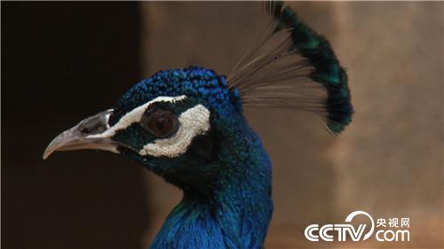 [�¸���(j��ng)]Ů�h���@��ɽ ����ٍ��Ұؔ�� 20180829 