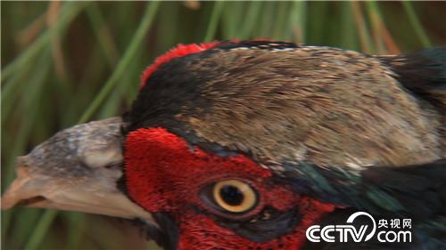 [�¸���(j��ng)]Ů�h���@��ɽ ����ٍ��Ұؔ�� 20180829 