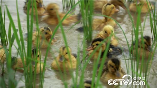 [�¸���(j��ng)]���H����һ���� Т�ӷN���|�fؔ 20180919 