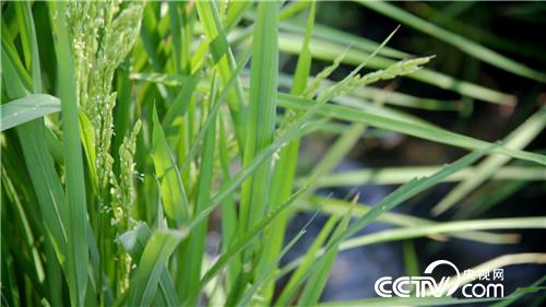 [�¸���(j��ng)]���H����һ���� Т�ӷN���|�fؔ 20180919 