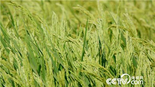 [�¸���(j��ng)]���H����һ���� Т�ӷN���|�fؔ 20180919 