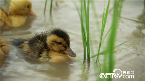 [�¸���(j��ng)]���H����һ���� Т�ӷN���|�fؔ 20180919 