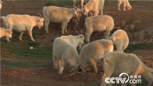 [¸(jng)]TŮu һֻrֵ7000Ԫ 20181011 