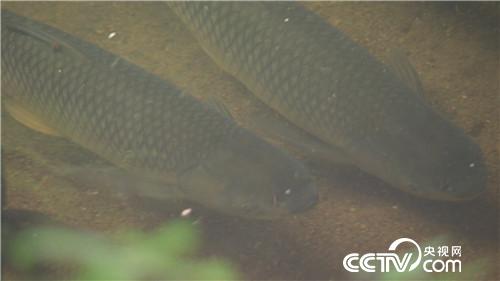 [�¸���(j��ng)]ֻ�Բݵ��~(y��) �����؈�� ׌����ٍ600�f(w��n) 20181022 