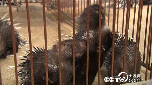 ���̃�������ٍ��(l��i)ǧ�f(w��n)ؔ(c��i)