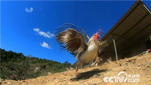 [�¸���(j��ng)]����У�L(zh��ng)�B(y��ng)�w�u һö���u9.9Ԫ 20181107