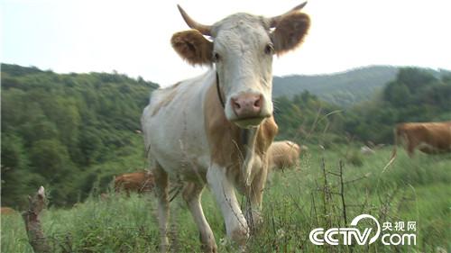 [�¸���(j��ng)]�����v ��Ұ�� �������ă|�f(w��n)���� 20181108 