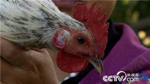 [�¸���(j��ng)]����У�L(zh��ng)�B(y��ng)�w�u һö���u9.9Ԫ 20181107