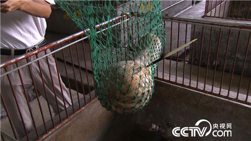 ���̃�������ٍ��(l��i)ǧ�f(w��n)ؔ(c��i)