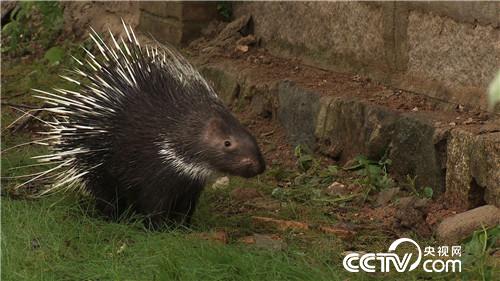 ���̃�������ٍ��(l��i)ǧ�f(w��n)ؔ(c��i)