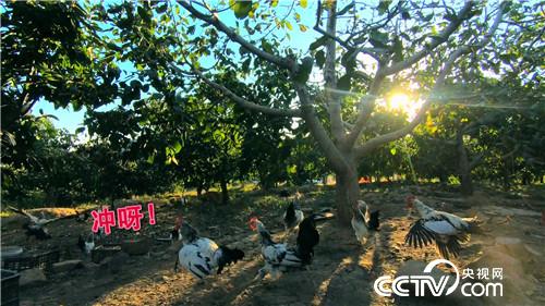 [�¸���(j��ng)]����У�L(zh��ng)�B(y��ng)�w�u һö���u9.9Ԫ 20181107