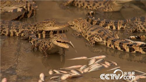 [�¸���(j��ng)]ꑵ�ˮ�ﶼٍ�X(qi��n) �ɂ�(g��)�a(ch��n)�I(y��) 3�|ؔ(c��i)�� 20181115 