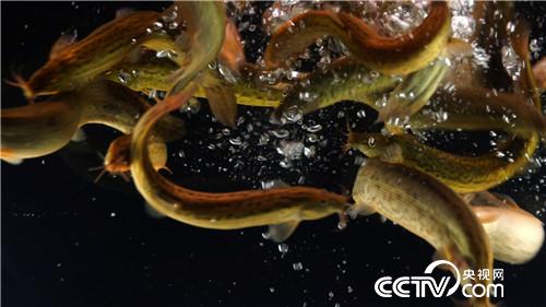 [�¸���(j��ng)]2�fԪ2���� �����[����ӭ��ǧ�fؔ(c��i) 20181121 